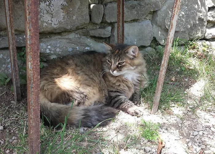 Bed & Breakfast Della Rosa Civitella D'Arna