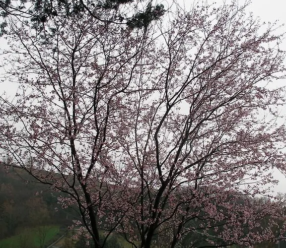 Bed & Breakfast Della Rosa Civitella D'Arna